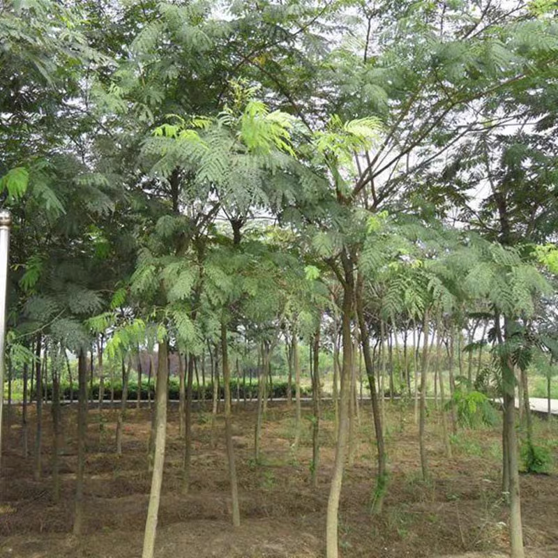 合欢树苗合欢苗庭院盆栽合欢树苗绿化工程