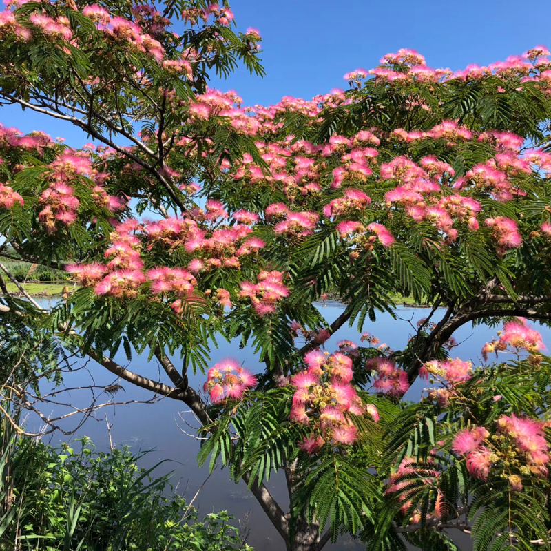 合欢花树，金合欢树银叶绒花别墅芙蓉花庭院园林绿化苗木花卉