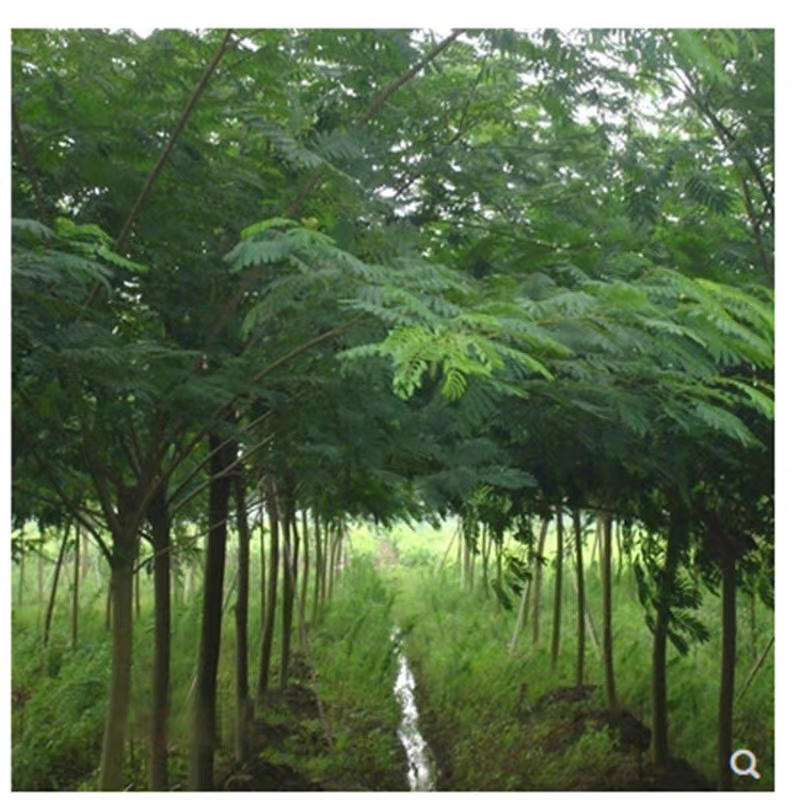 合欢花树，金合欢树银叶绒花别墅芙蓉花庭院园林绿化苗木花卉