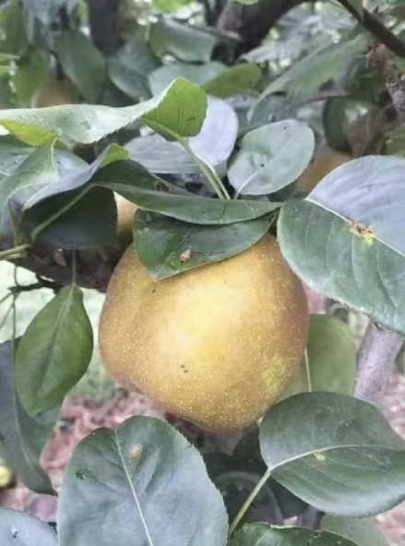 】一件代发】黄花梨电商一件代发，团购批发电商货