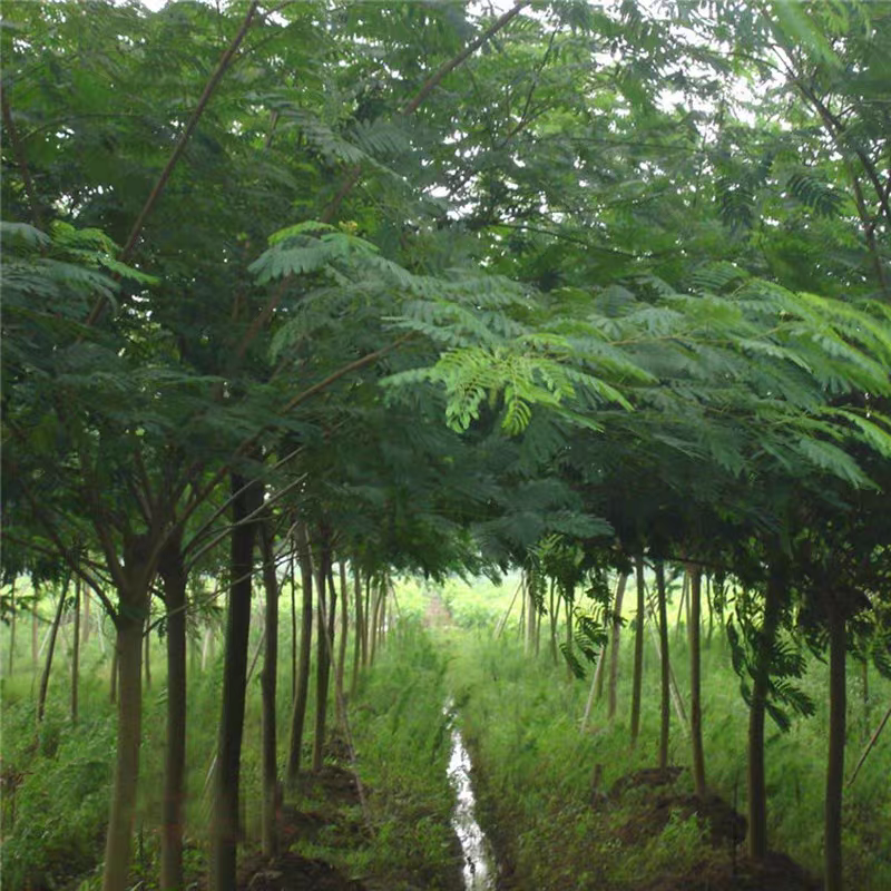 合欢花树，金合欢树银叶绒花别墅芙蓉花庭院园林绿化苗木花卉