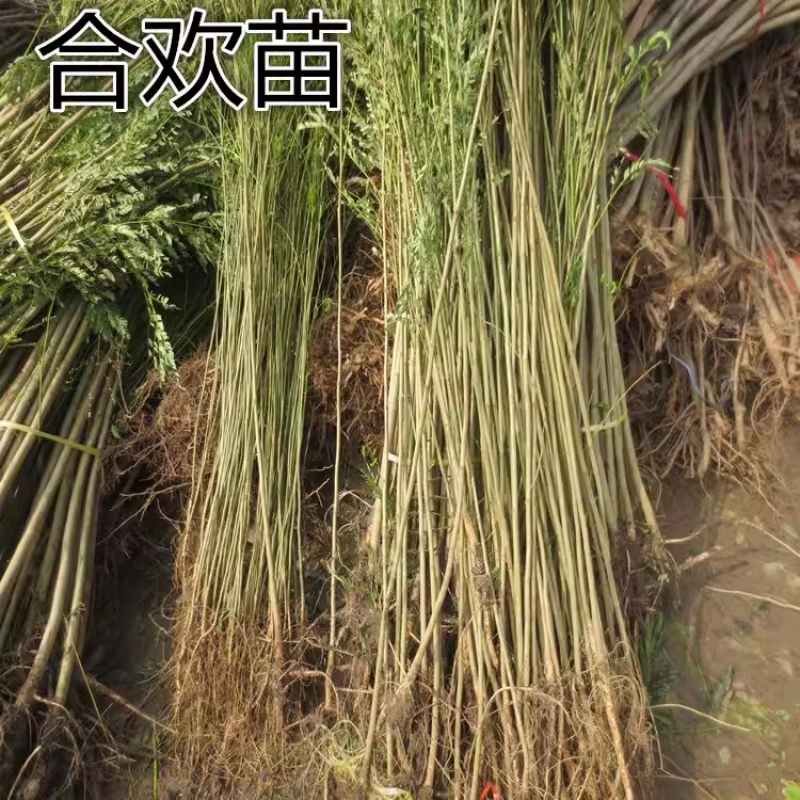 合欢花树，金合欢树银叶绒花别墅芙蓉花庭院园林绿化苗木花卉