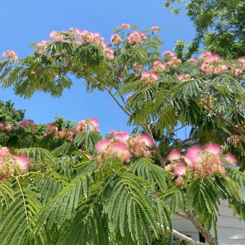 合欢花树，金合欢树银叶绒花别墅芙蓉花庭院园林绿化苗木花卉