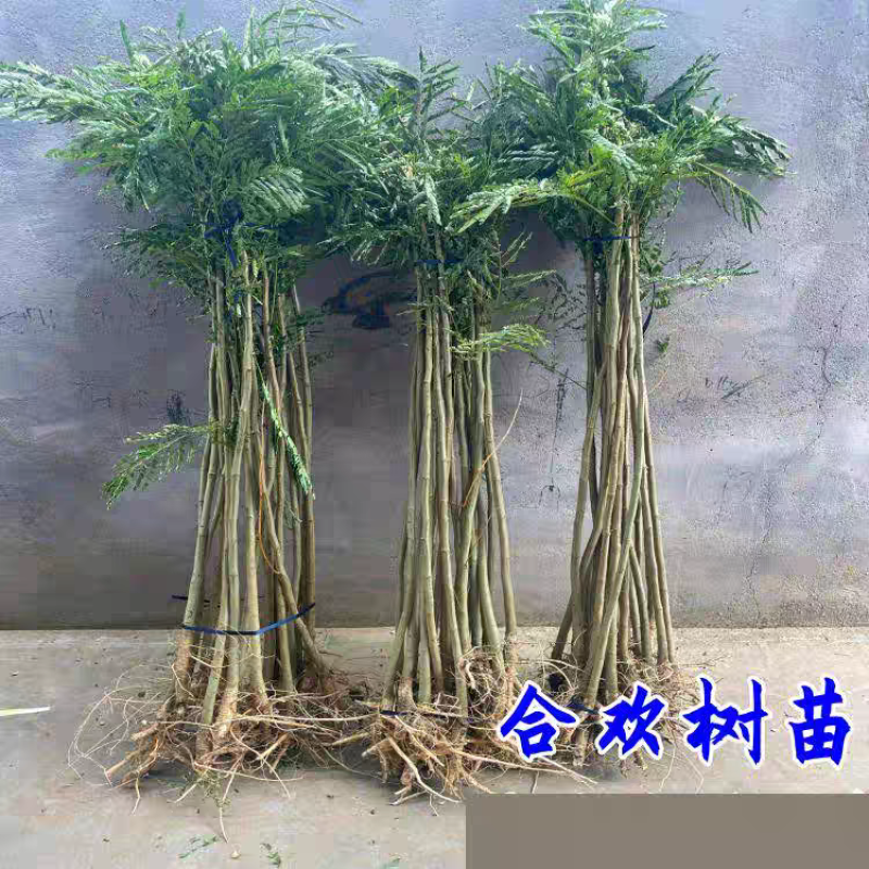 合欢花树，金合欢树银叶绒花别墅芙蓉花庭院园林绿化苗木花卉