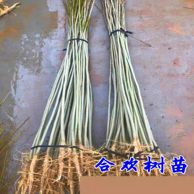 合欢花树，金合欢树银叶绒花别墅芙蓉花庭院园林绿化苗木花卉
