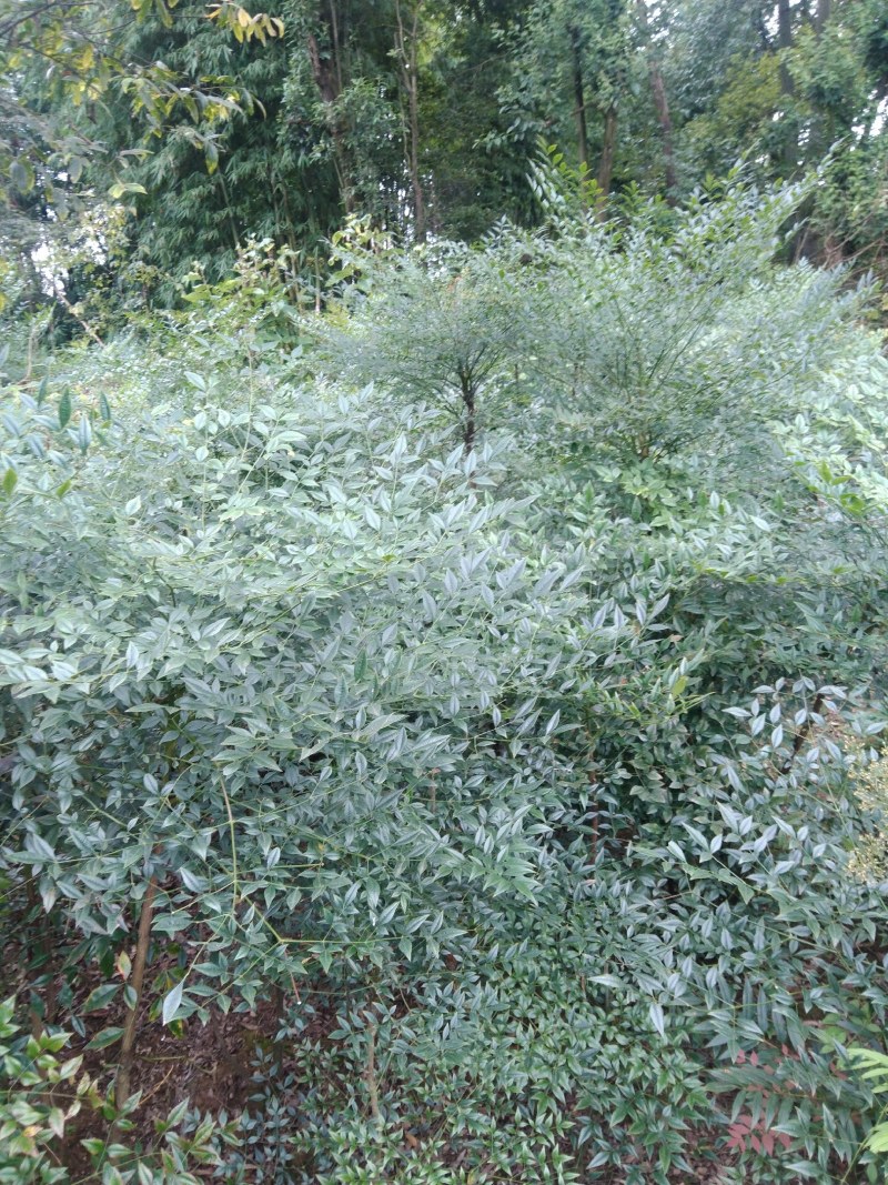 南天竹苗/1年2年都有/自家种植/价格便宜/欢迎来电