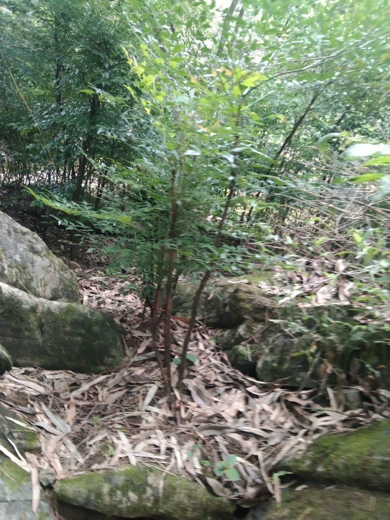 南天竹苗/1年2年都有/自家种植/价格便宜/欢迎来电