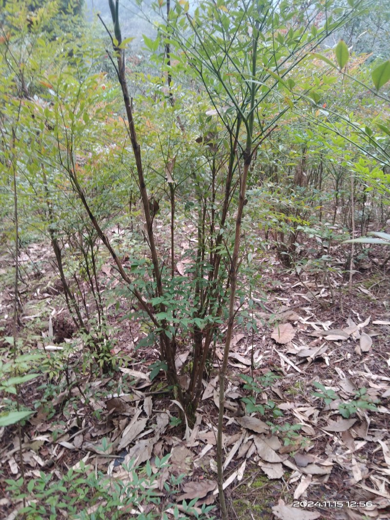 南天竹苗/1年2年都有/自家种植/价格便宜/欢迎来电