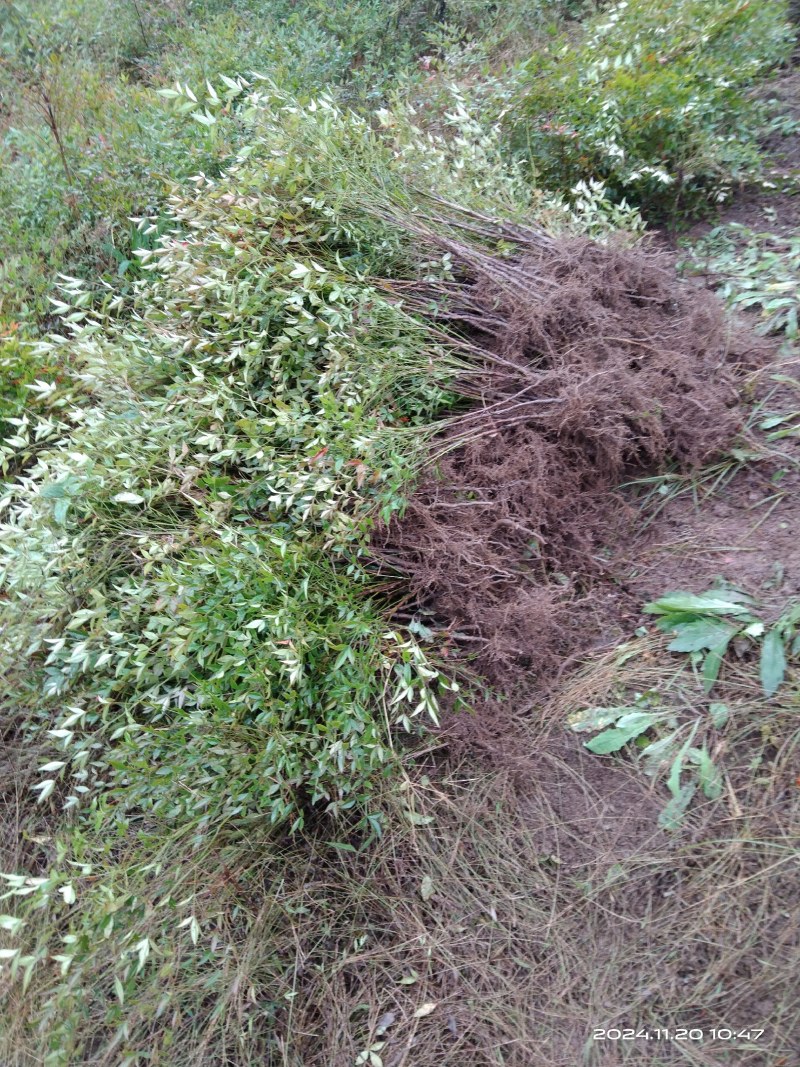 南天竹苗/1年2年都有/自家种植/价格便宜/欢迎来电