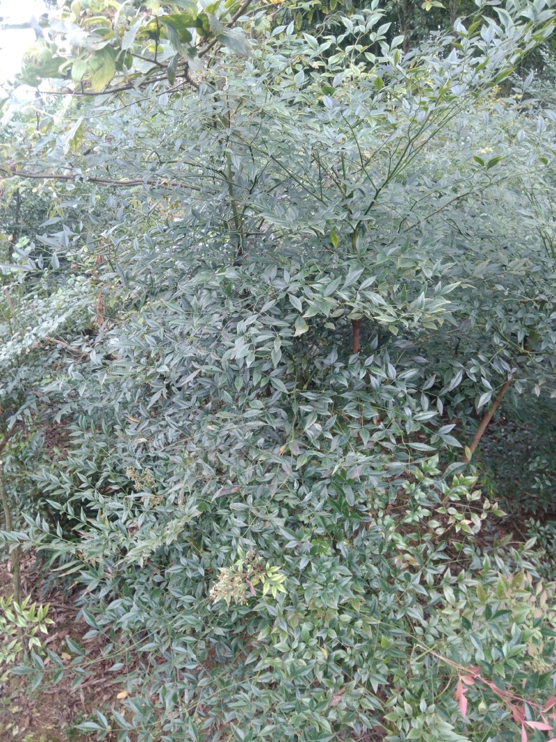 南天竹苗/1年2年都有/自家种植/价格便宜/欢迎来电