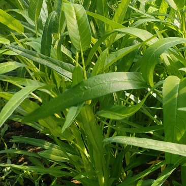 深圳市龙岗区空心菜。