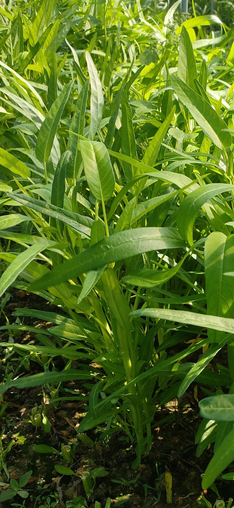 深圳市龙岗区空心菜。