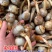 精大号慈菇中号慈菇小号茨菇实力代办全球发货基地1000亩