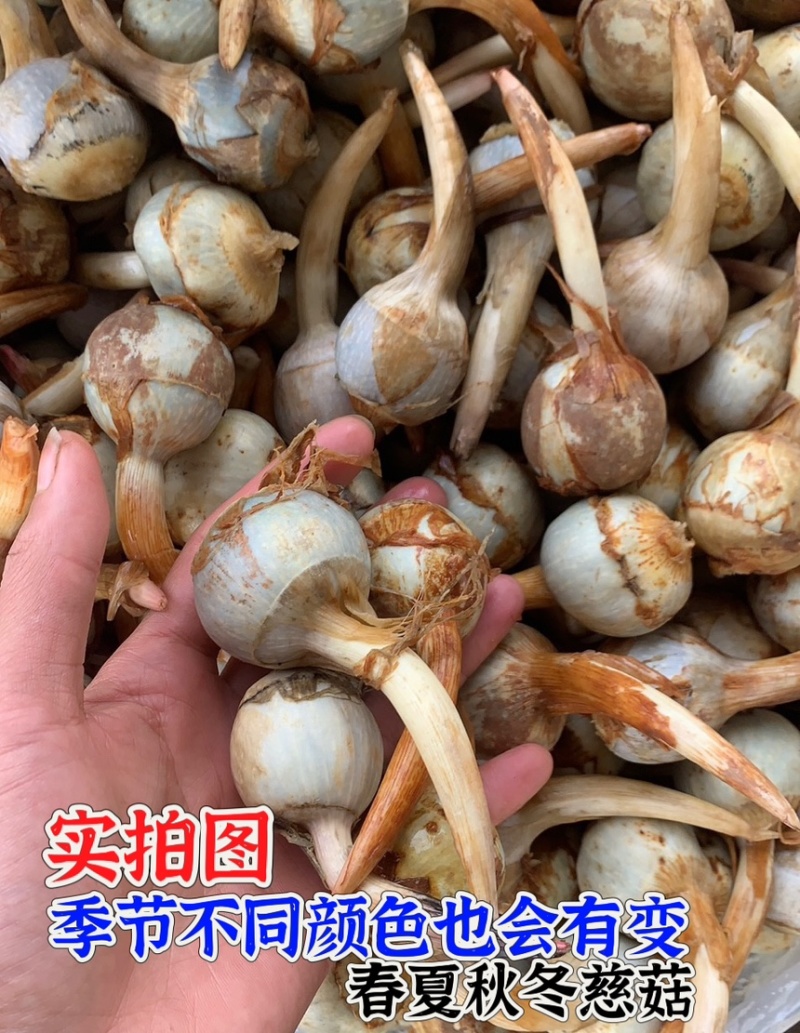 精大号慈菇中号慈菇小号茨菇实力代办全球发货基地1000亩