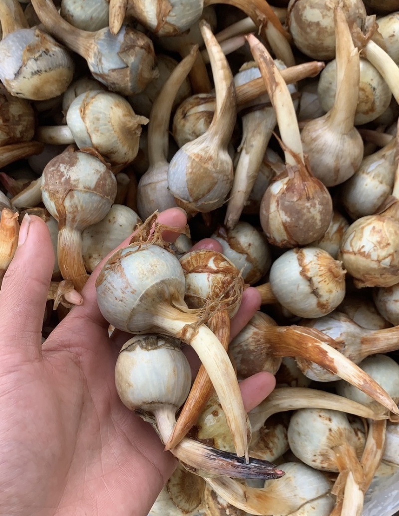 精大号慈菇中号慈菇小号茨菇实力代办全球发货基地1000亩