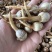 精大号慈菇中号慈菇小号茨菇实力代办全球发货基地1000亩