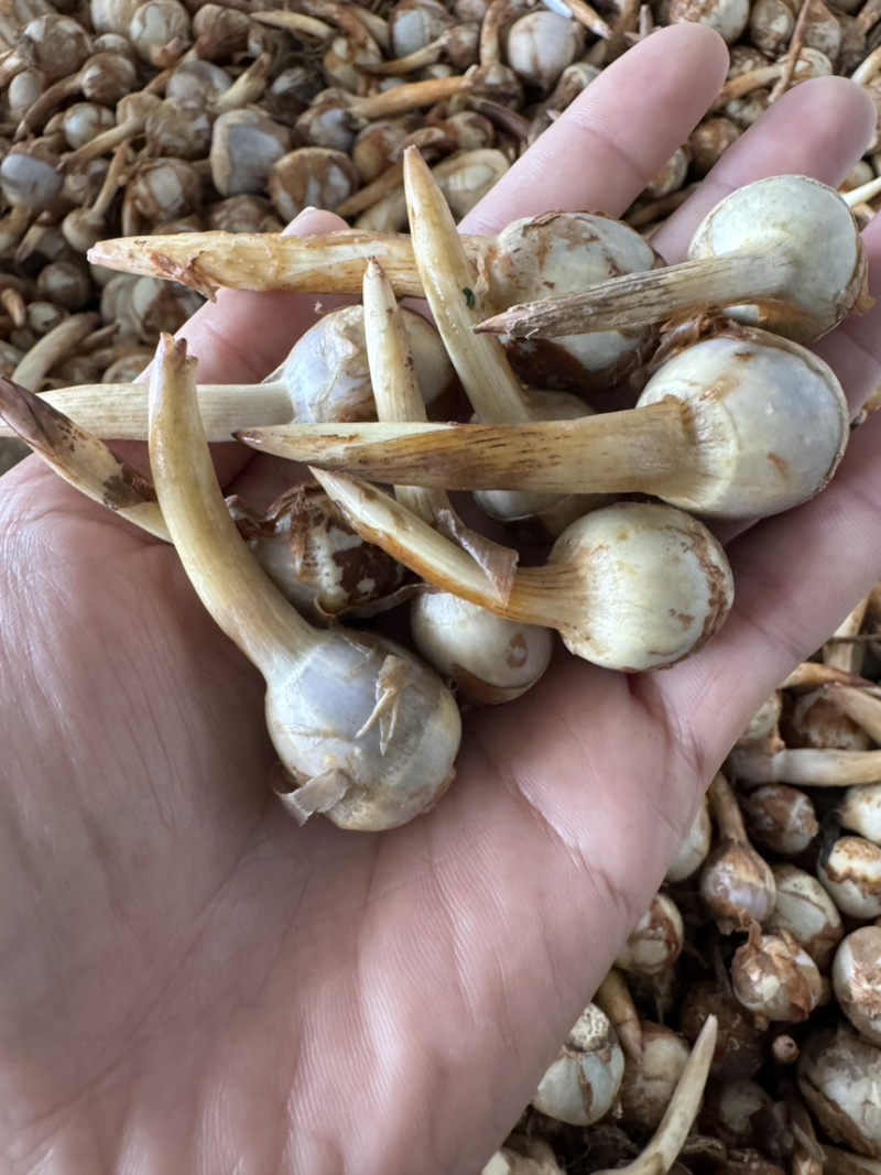 精大号慈菇中号慈菇小号茨菇实力代办全球发货基地1000亩