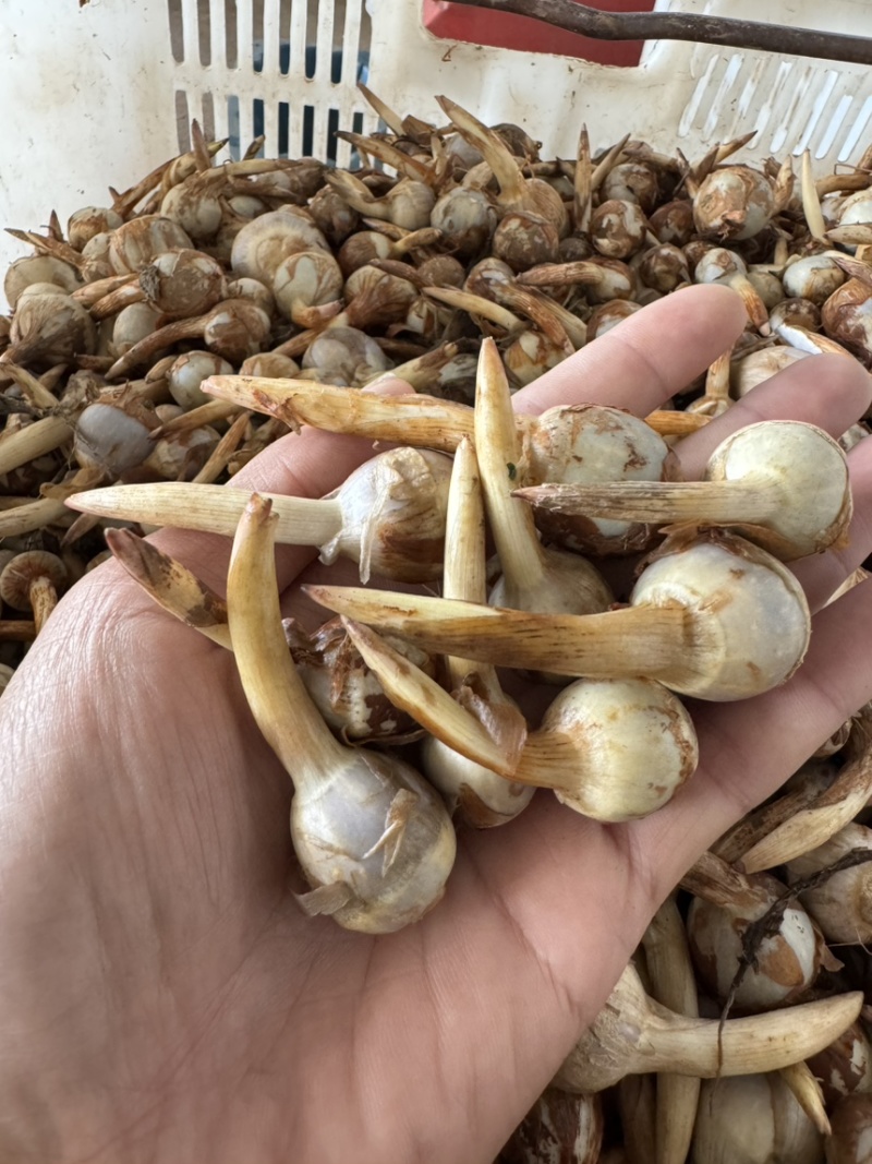 精大号慈菇中号慈菇小号茨菇实力代办全球发货基地1000亩