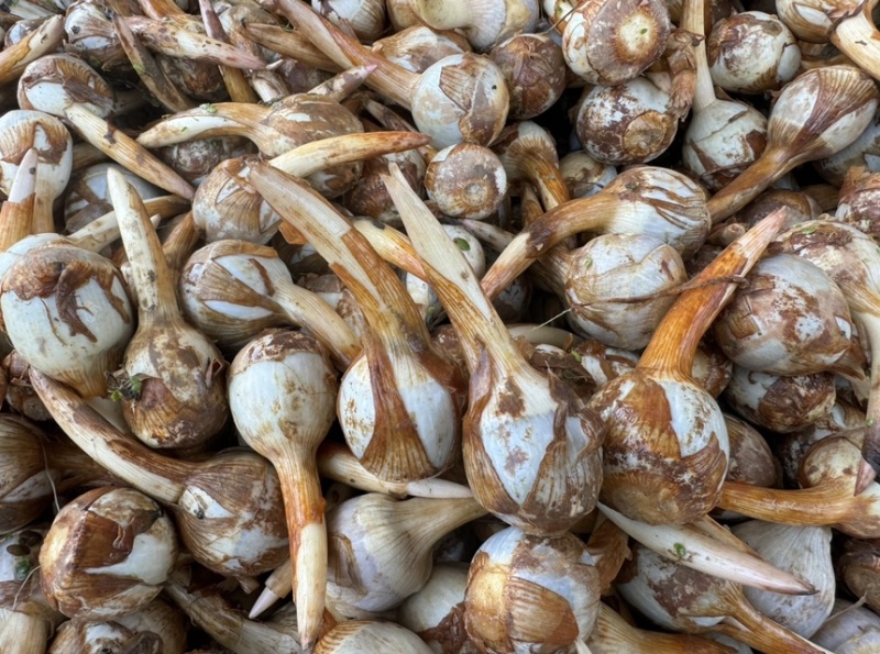 精大号慈菇中号慈菇小号茨菇实力代办全球发货基地1000亩