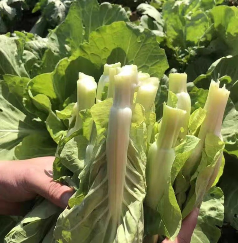 白菜苔白菜芯湖北白菜苔精品白菜苔新鲜白菜苔菜苔