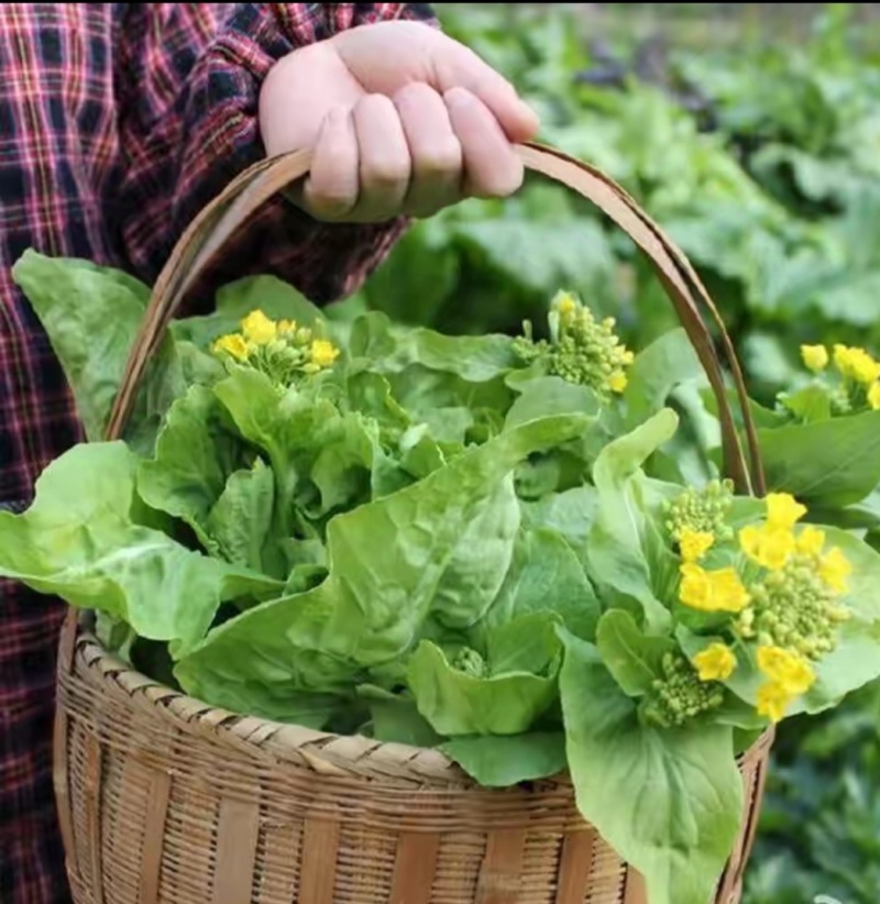 白菜苔白菜芯湖北白菜苔精品白菜苔新鲜白菜苔菜苔