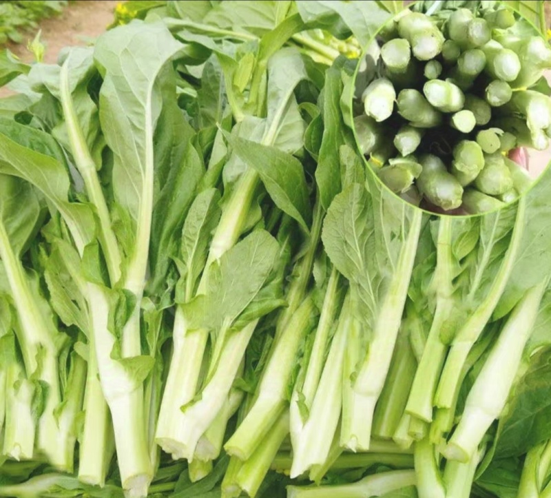 白菜苔白菜芯湖北白菜苔精品白菜苔新鲜白菜苔菜苔