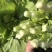 白菜苔白菜芯湖北白菜苔精品白菜苔新鲜白菜苔菜苔