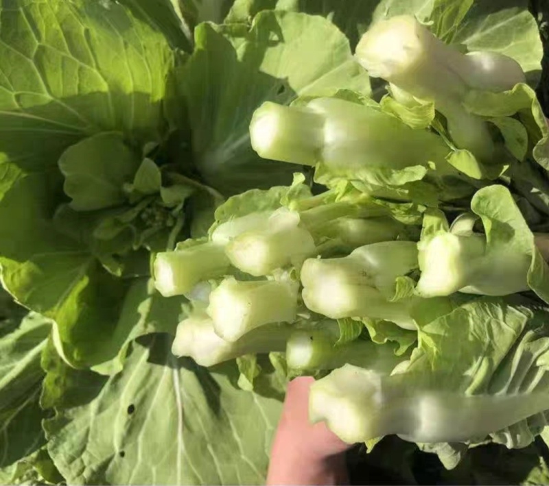 白菜苔白菜芯湖北白菜苔精品白菜苔新鲜白菜苔菜苔