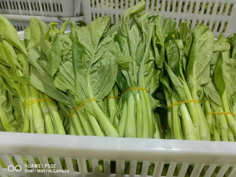 白菜苔白菜芯湖北白菜苔精品白菜苔新鲜白菜苔菜苔
