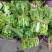 白菜苔白菜芯湖北白菜苔精品白菜苔新鲜白菜苔菜苔