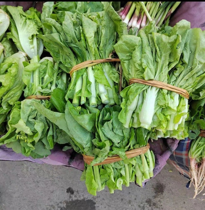 白菜苔白菜芯湖北白菜苔精品白菜苔新鲜白菜苔菜苔