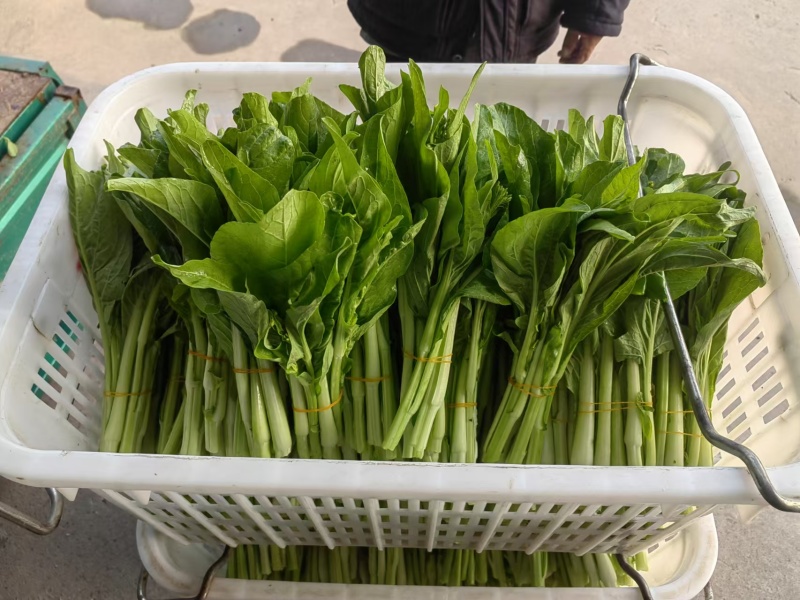 白菜苔白菜芯湖北白菜苔精品白菜苔新鲜白菜苔菜苔