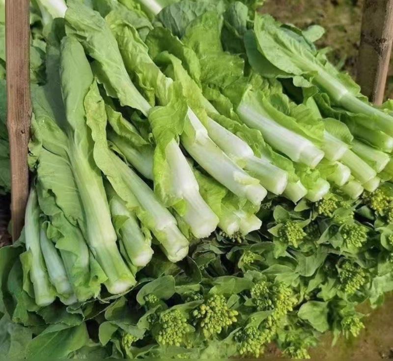 新鲜白菜苔精品菜苔白菜芯宜昌白菜苔产地供应