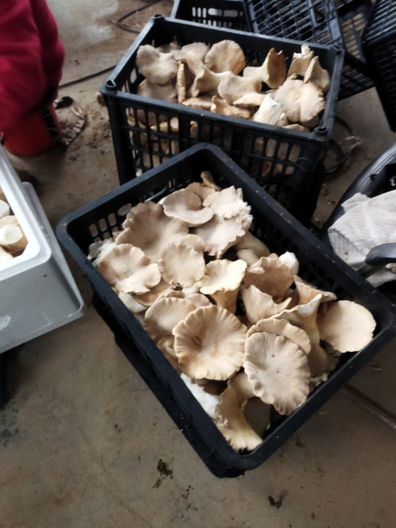 灵芝菇烘干品。