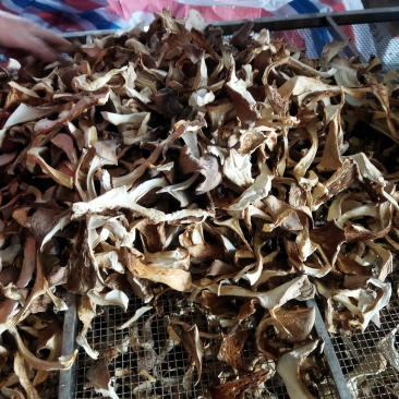 灵芝菇烘干品。