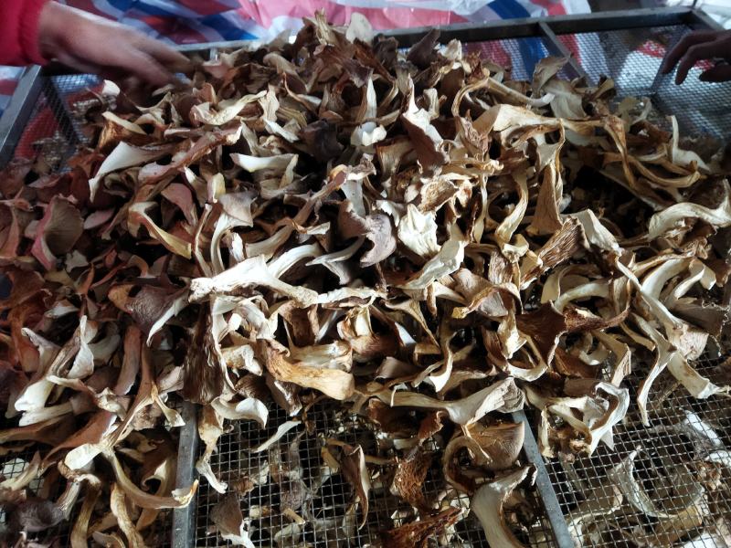 灵芝菇烘干品。