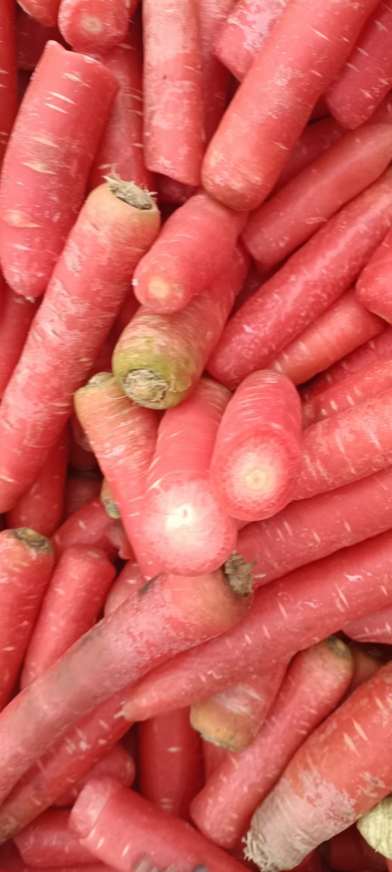 陕西大荔水果称杆红萝卜，水洗红萝卜大量供应，需要的联系我