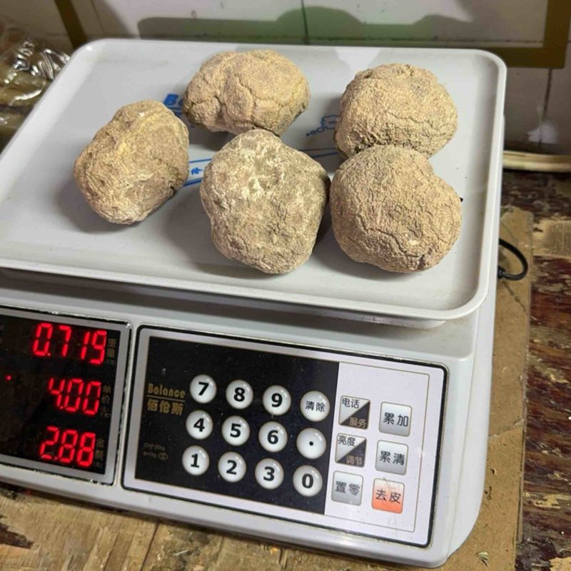 产地直达，精品虎乳个