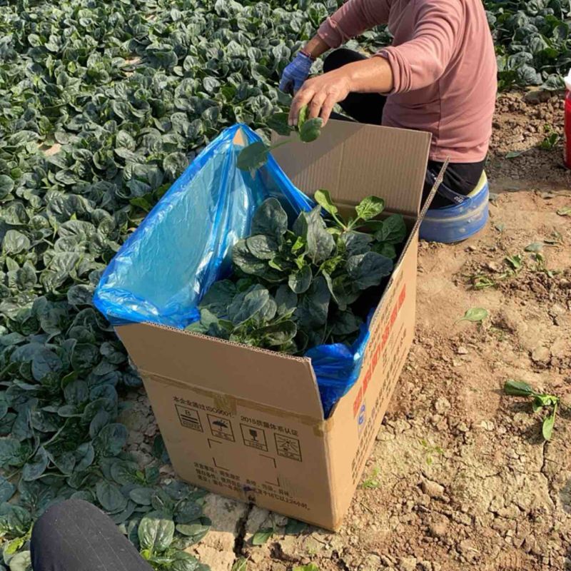 杞县趴地菠菜大量上市