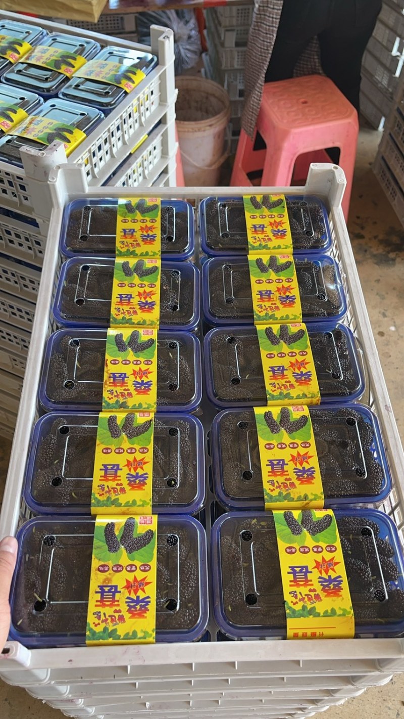 精品桑葚支持各种规格包装，12合1，10合1，8合1，