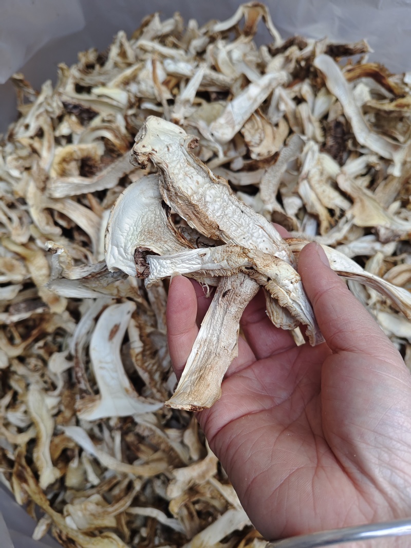 云南香格里拉野生松茸片