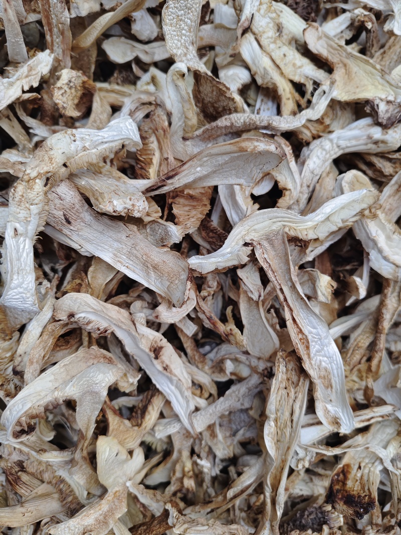 云南香格里拉野生松茸片