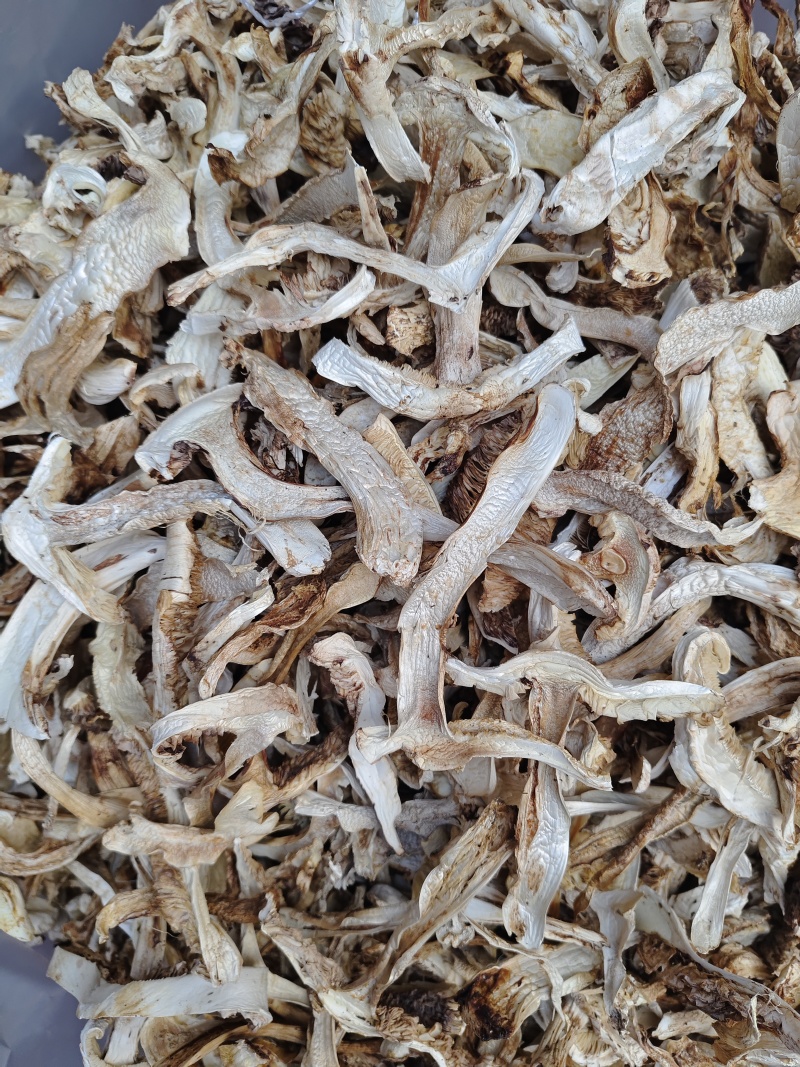 云南香格里拉野生松茸片