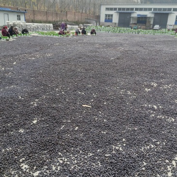 太行山无核黑枣