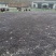 太行山无核黑枣