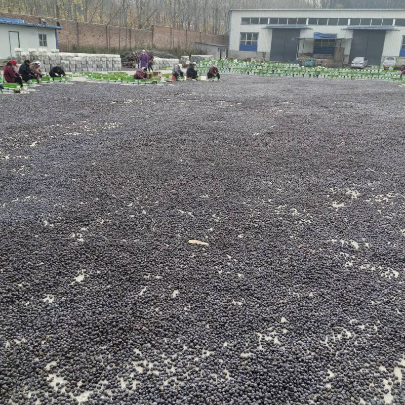 太行山无核黑枣