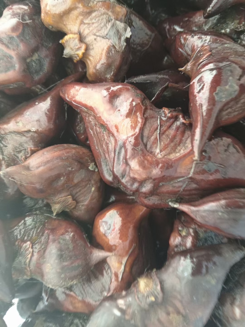 有青牛角菱种子，红菱种子待售有货，需要的联系我。