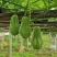 贵州新鲜佛手瓜3/5/9斤高原新鲜蔬菜洋瓜捧瓜丰收寿瓜