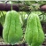 贵州新鲜佛手瓜3/5/9斤高原新鲜蔬菜洋瓜捧瓜丰收寿瓜