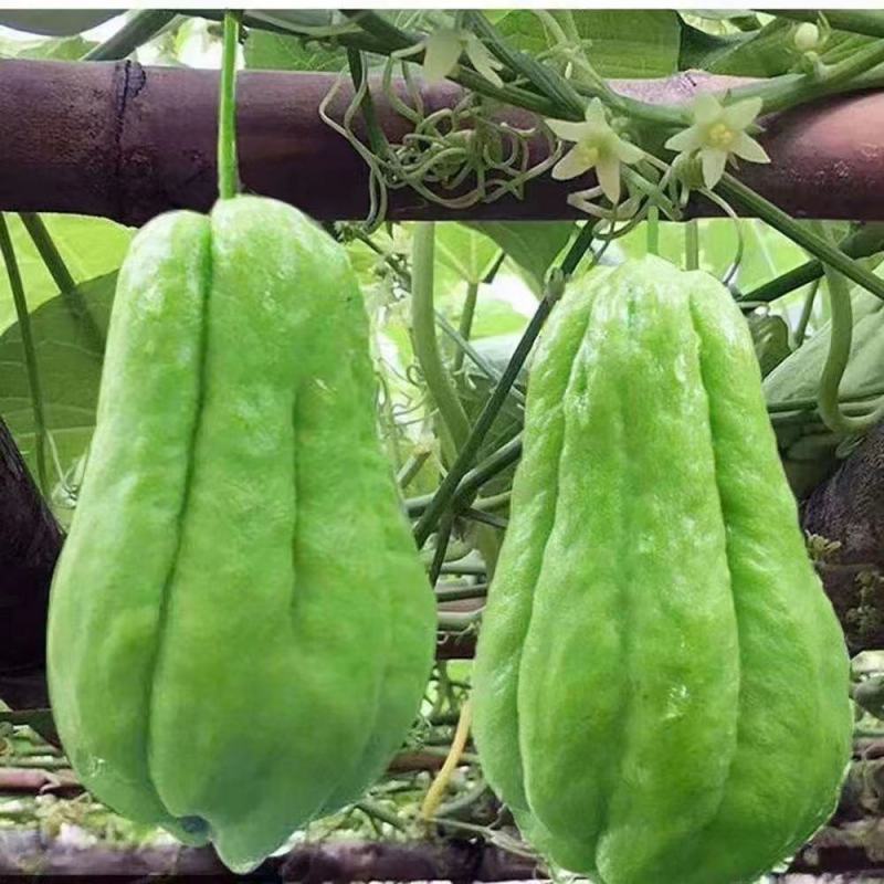 贵州新鲜佛手瓜3/5/9斤高原新鲜蔬菜洋瓜捧瓜丰收寿瓜